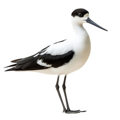 Avocet Isolated on Transparent Background, PNG