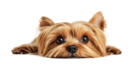 Cute Yorkshire Terrier resting with big expressive eyes, perfect for pet lovers and dog enthusiasts, ideal for card design or wall art, cut out