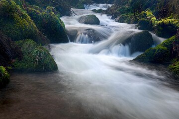 Fototapeta premium Serene forest stream in Exmoor National Park