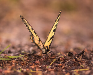 butterfly on the ground