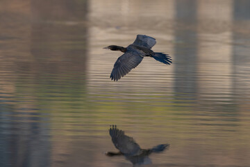 The Little Cormorant (Microcarbo niger) is a small, black waterbird found in South Asia. It dives for fish, nests in colonies, and thrives in freshwater habitats.