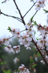 Pink and white flowers . Spring in the garden. Blooming fruit trees