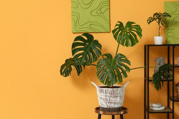 Monstera houseplant on stool, shelving unit and pictures on yellow wall © Pixel-Shot
