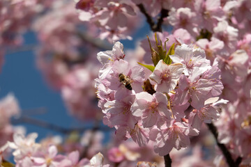 河津桜とミツバチ