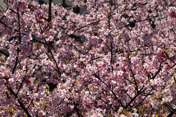 河津桜