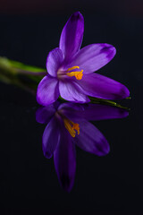 Purple crocus flower on a black background. 