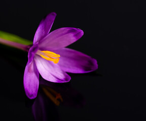 Purple crocus flower on a black background. 