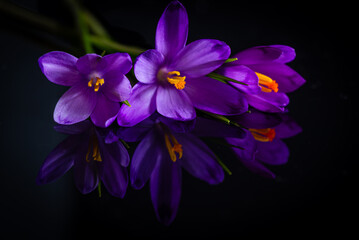 Purple crocus flowers on a black background. 