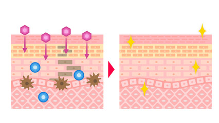 シミ発生のメカニズムとプラスミンの作用,メラニン生成と肌のシミの関係,シミの原因と分解メカニズム,皮膚構造とメラノサイトの働き,シミの生成プロセスとターンオーバー,メラニンとシミの関係を解説,肌のシミ対策に関わる細胞の働き,皮膚細胞の構造とシミの発生メカニズム,メラノサイトとプラスミンの影響,シミの原因となるメラニン生成の仕組み