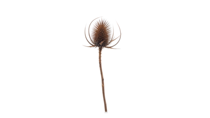 Dry burdock, Teasle (Dipsacus) isolated on white background with clipping path
