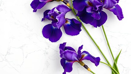 Vibrant Purple Iris Flowers on Marble Background
