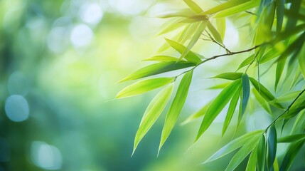 bamboo leaves with branch and sky background