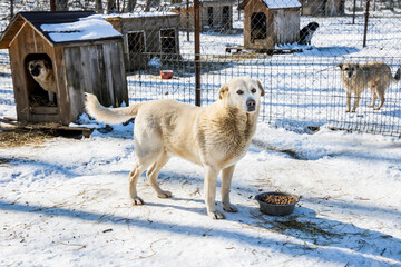 Abandoned in the Snow,Sad Husky Puppy’s Longing for Adoption