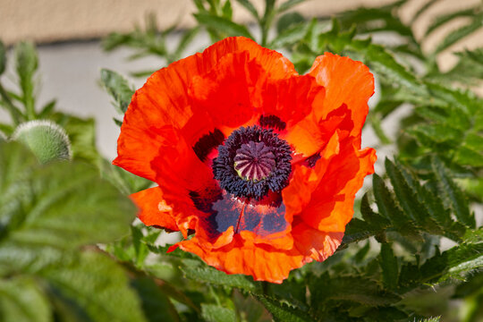 Poppy, detail view of a full blooming red orange poppy flower with green leaves and stems