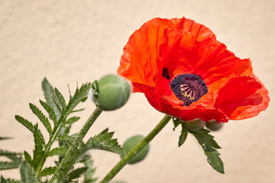 Poppy, detail view of a red orange poppy flower, open and closed blossom