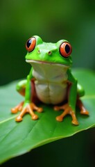 Green frog on a leaf with silly expression and wiggling legs , leggy, green