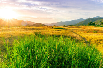 beautiful green valley with green fields with green spring grass with nive hills and mountains and scenic colorful cloudy sunset on background of landscape