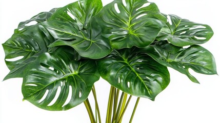 Obraz premium Vibrant monstera leaves against white background