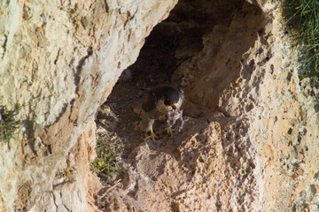 Peregrine falcon nesting in headwall Falco Pellegrino (Falco peregrinus) Punta giglio. Parco di Porto Conte. Alghero (SS), sardegna. Italia