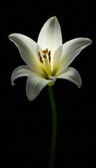 Obraz premium Single white lily against black, dramatic lighting, light, botanical