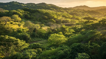 Fototapeta premium Sunlit verdant forest landscape with rolling hills and lush greenery at sunset