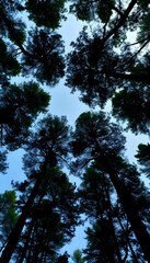 Looking up at the green tops of trees, silhouette. with white shades
