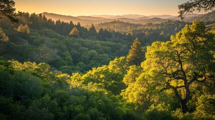 Obraz premium Sunset over lush forest with rolling hills and distant mountains