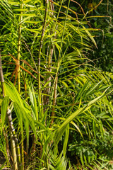 Dense green bamboo plants with thin segmented stalks and long narrow leaves growing in a tropical environment. Sunlight highlights the vibrant foliage, creating a lush jungle atmosphere.