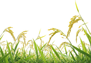 Low angle view of mature rice plant with golden yellow grains growing in lush green rice field on...