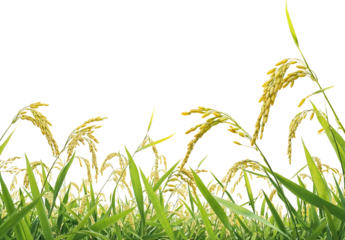 Low angle view of mature rice plant with golden yellow grains growing in lush green rice field on transparent background, showing ripe rice stalks
