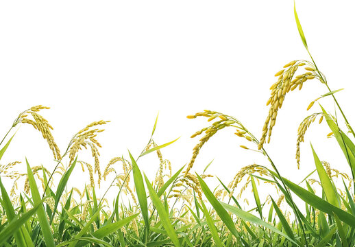 Low angle view of mature rice plant with golden yellow grains growing in lush green rice field on transparent background, showing ripe rice stalks