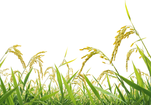 Low angle view of mature rice plant with golden yellow grains growing in lush green rice field on transparent background, showing ripe rice stalks