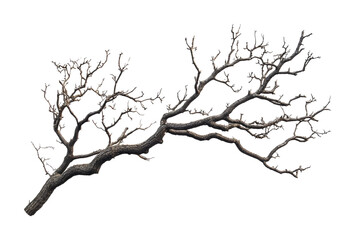 Unique bare tree branch with intricate patterns that showcase the beauty of nature and its resilience in winter, cut out