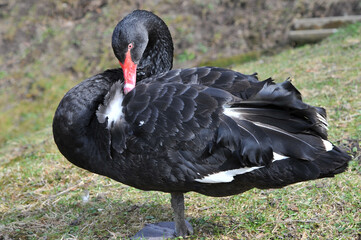 Fototapeta premium One black swan Cygnus Atratus standing on one lag in the grass and preening its feathers .Closeup photo outdoors. 