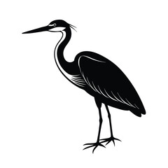 Obraz premium great blue heron ardea cinerea