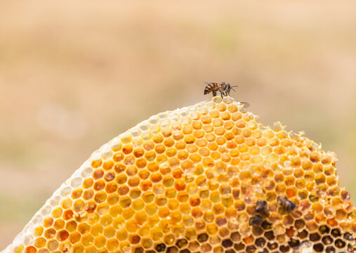 Close up selective focus working bee on honeycomb slice texture on honey cells.