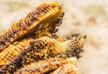 Close up many working bees in beehive on slice texture honey cells.