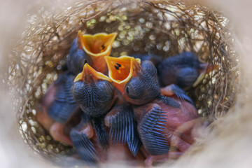 Close up baby newborn birds hungry open beaks calling for food in nest select soft focus       