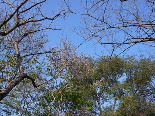 Trees and blue sky, Buddhamonthon, Nakhon Pathom. Branch silhouettes, natural light, park landscape. Tranquil nature scene, Thai outdoors.