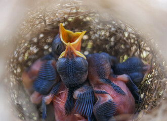 Close up select soft focus  baby newborn birds hungry open beaks calling for food in nest     