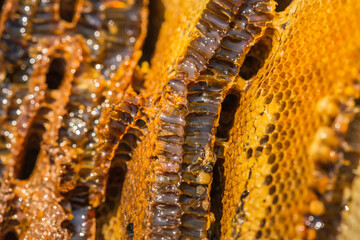 Close up natural yellow honeycomb slice texture selective soft focus 