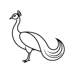 vector illustration of peacock