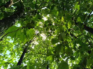 green leaves in the sun