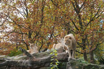 Majestic Lions Resting on Rocks in Autumn Scenery