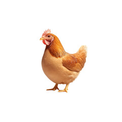 Fototapeta premium Beautiful Brown Hen Standing Gracefully on a Solid Background