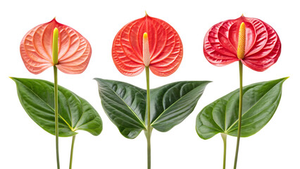 set of arrangements of anthuriums with banana leaves and plant leaves, isolated on transparent background