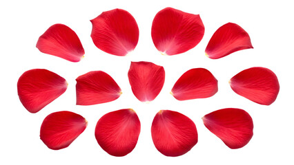 red rose petals on white, Set of red rose flowers petals isolated on transparent background.