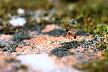 red ant on the ground