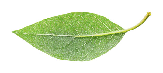 Obraz premium Beautiful green leaf showcasing intricate vein patterns, ideal for nature depiction, botanical studies, or eco-friendly design purposes, cut out