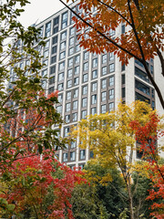 Beautiful autumn foliage contrasts with modern apartment buildings in an urban landscape